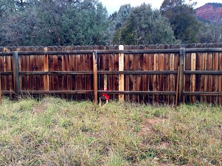 Ringo climbing under a fence